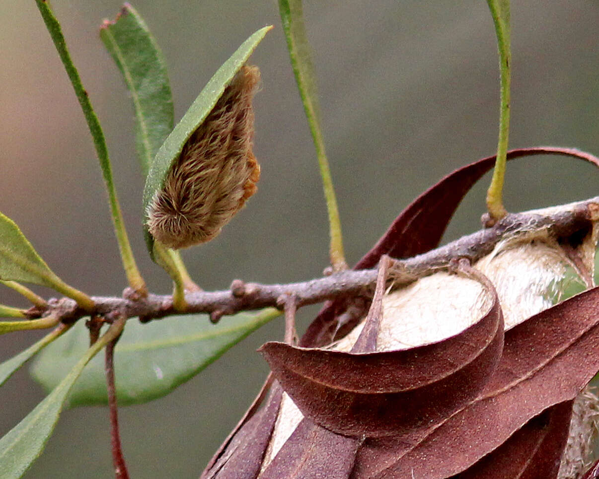 Image of Southern Flannel Moth