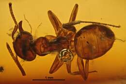 Image of Lasius schiefferdeckeri Mayr 1868