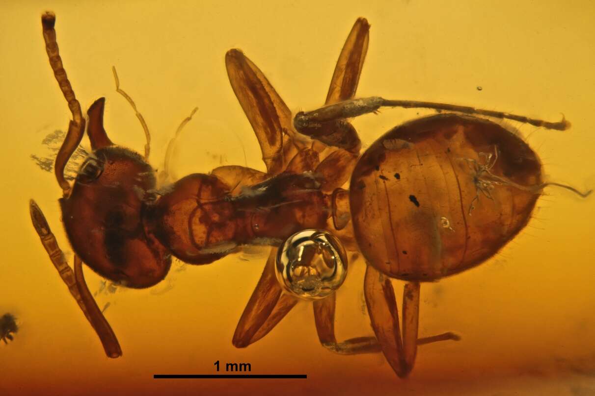 Image of Lasius schiefferdeckeri Mayr 1868