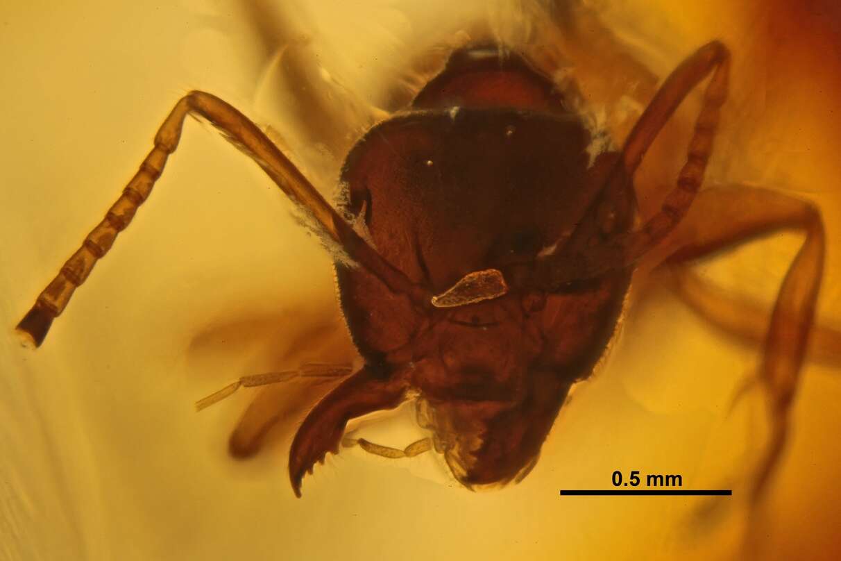 Image of Lasius schiefferdeckeri Mayr 1868