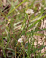 Image of woolly sunbonnets