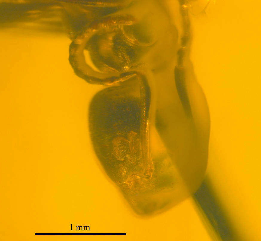 Image of Lasius schiefferdeckeri Mayr 1868