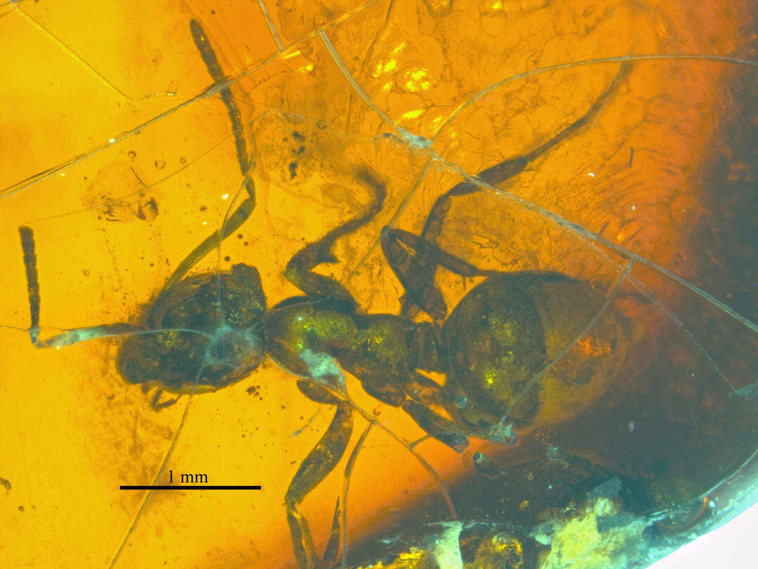 Image of Lasius schiefferdeckeri Mayr 1868