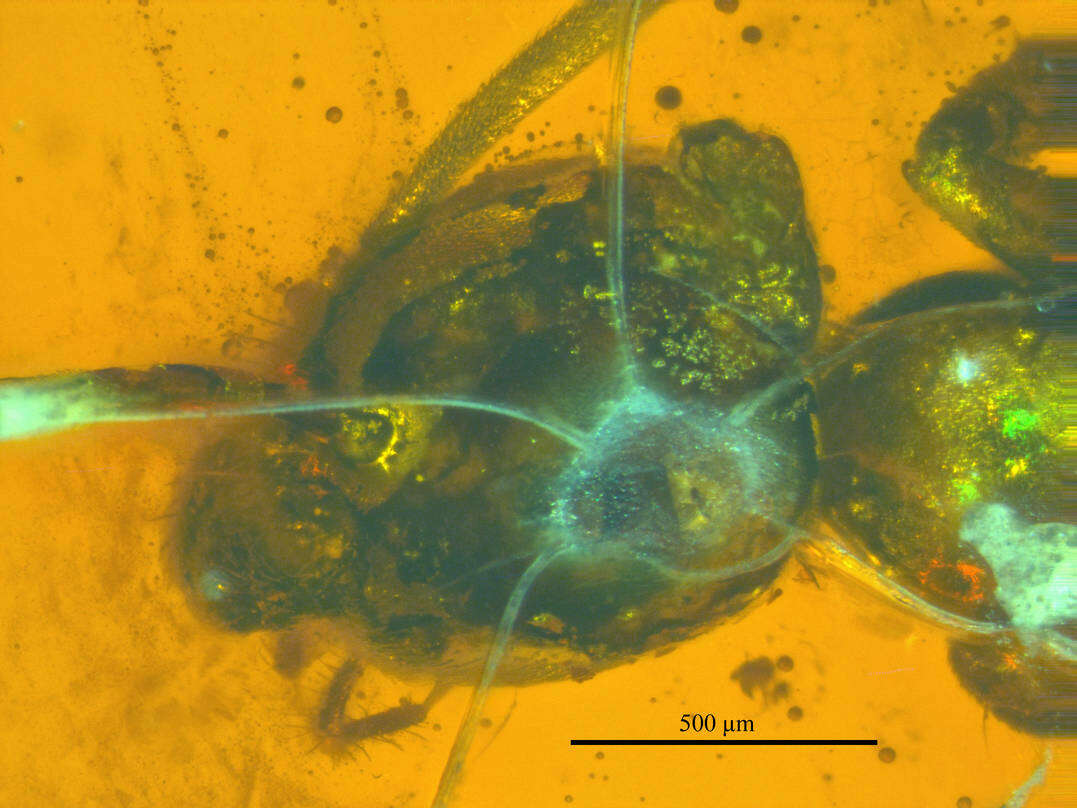 Imagem de Lasius schiefferdeckeri Mayr 1868