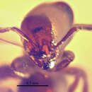 Monomorium pilipes Mayr 1868的圖片