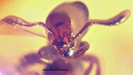 Monomorium pilipes Mayr 1868的圖片