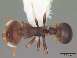 Image of Colobostruma foliacea (Emery 1897)