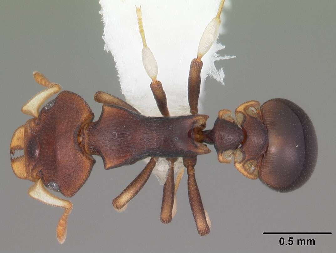 Image of Colobostruma foliacea (Emery 1897)