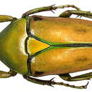 صورة Cyprolais quadrimaculata (Fabricius 1781)