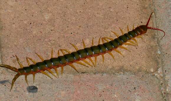 Image de Scolopendra morsitans Linnaeus 1758