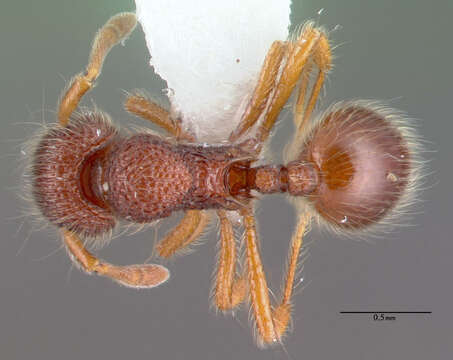 Image of Lachnomyrmex