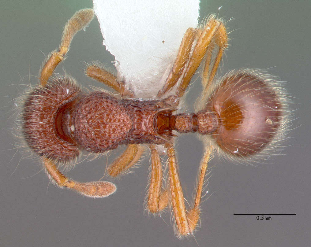 Image of Lachnomyrmex