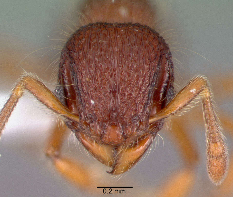 Image of Lachnomyrmex