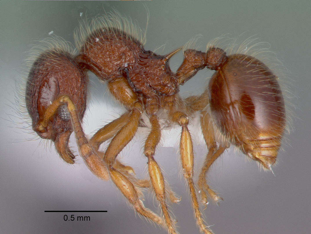 Image of Lachnomyrmex