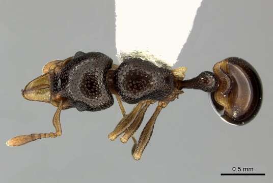 Image of Mesostruma browni Taylor 1962