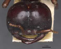 Image of Driver ants