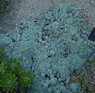 Image of Artemisia pedemontana subsp. assoana (Willk.) Rivas Mart.