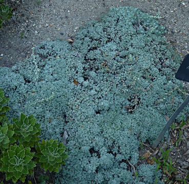 Image of Artemisia pedemontana Balbis