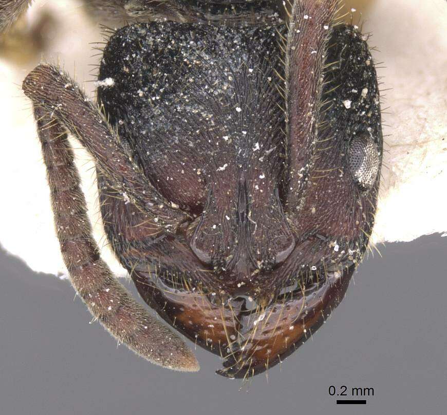 Image of Phrynoponera