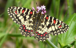 Image of Zerynthia rumina (Linnaeus 1758)