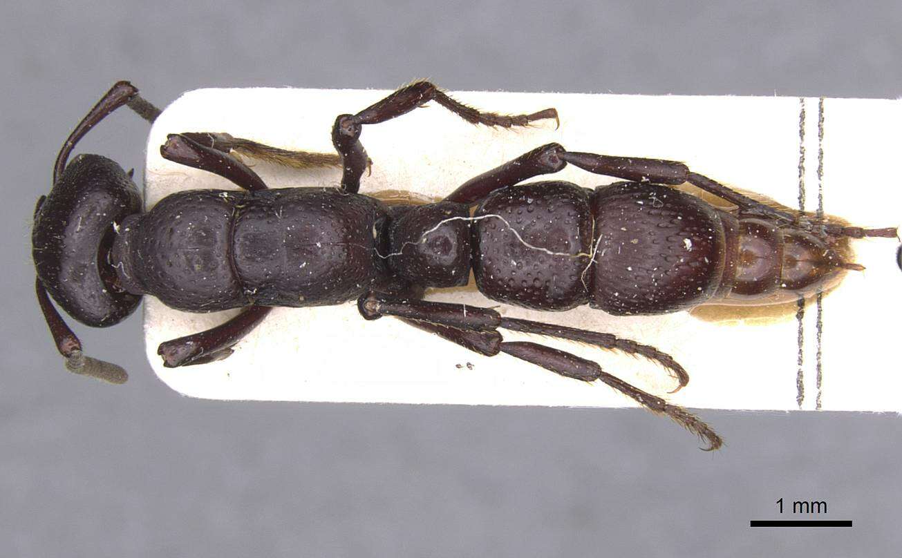 Image of Psalidomyrmex procerus Emery 1901