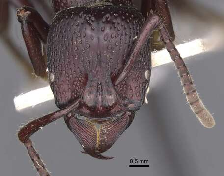 Image of Psalidomyrmex procerus Emery 1901