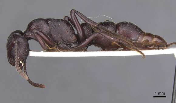 Image of Psalidomyrmex procerus Emery 1901