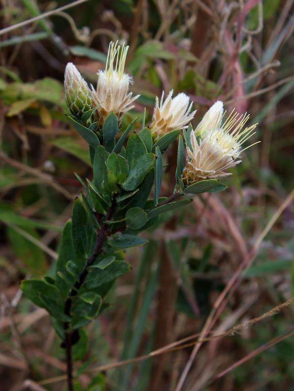 Image of Dasyphyllum reticulatum (DC.) Cabrera