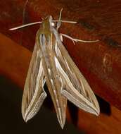 Image of Vine Hawk-Moth