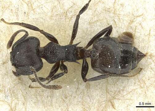 Image of Crematogaster rugosa Andre 1895
