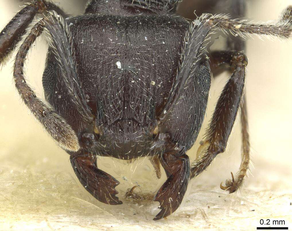 Image of Crematogaster rugosa Andre 1895