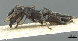 Image of Crematogaster rugosa Andre 1895