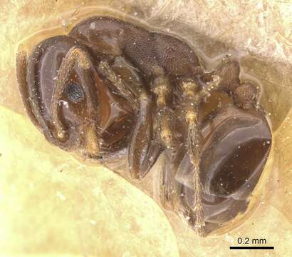 Image of Monomorium australe Emery 1886