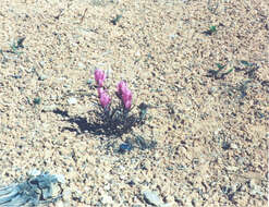 Plancia ëd Castilleja revealii N. H. Holmgren