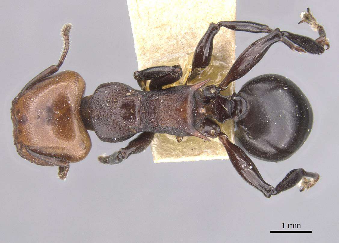 Image of Atopomyrmex cryptoceroides Emery 1892