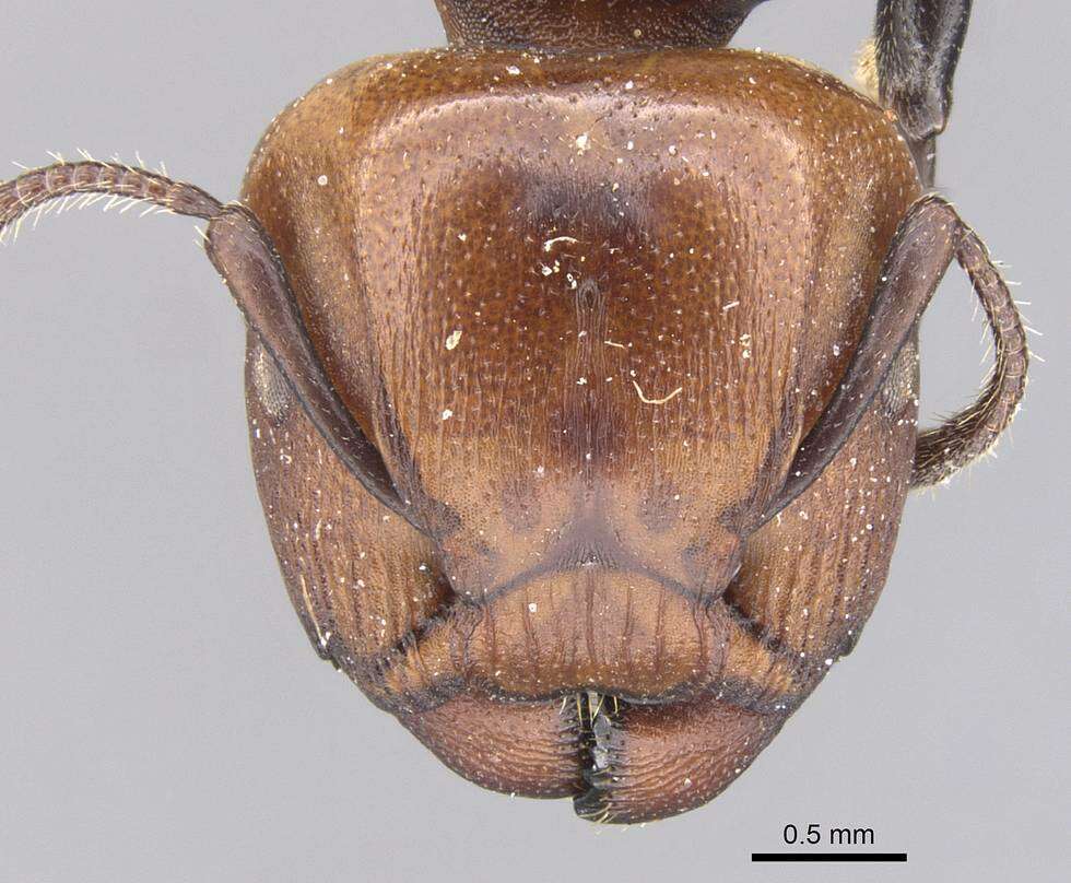 Image de Atopomyrmex cryptoceroides Emery 1892