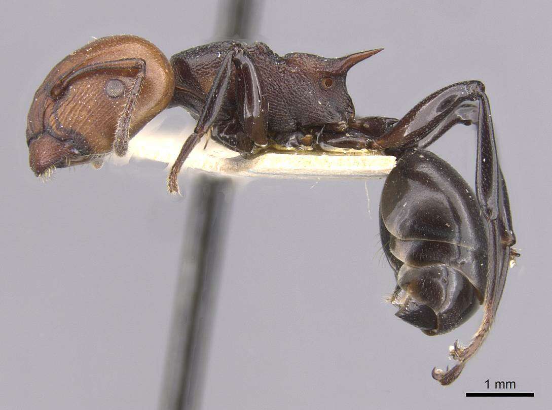 Image de Atopomyrmex cryptoceroides Emery 1892