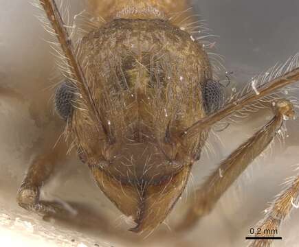 Image of Tetramorium aculeatum (Mayr 1866)