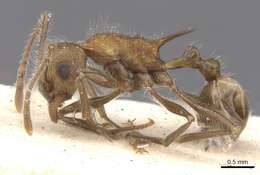 Image of Tetramorium aculeatum (Mayr 1866)