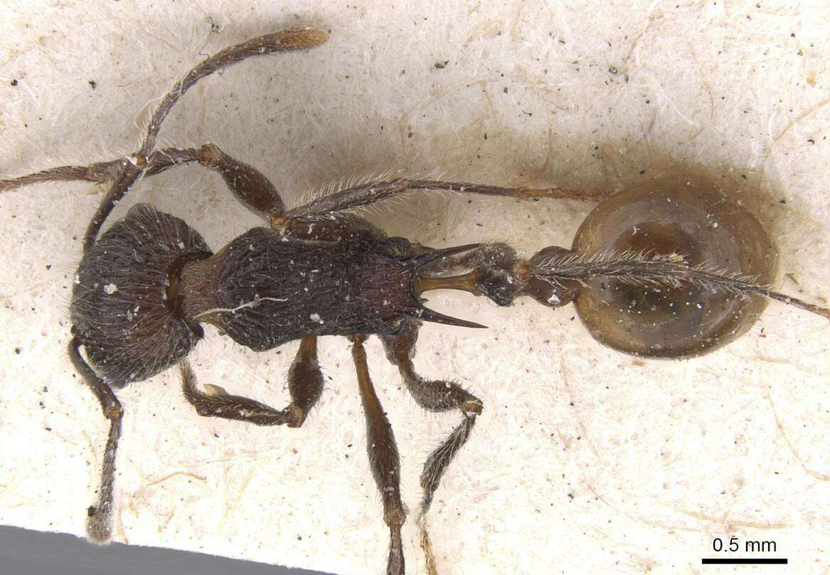 Image of Tetramorium aculeatum (Mayr 1866)