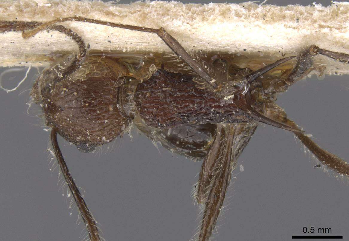 Image of Tetramorium aculeatum (Mayr 1866)