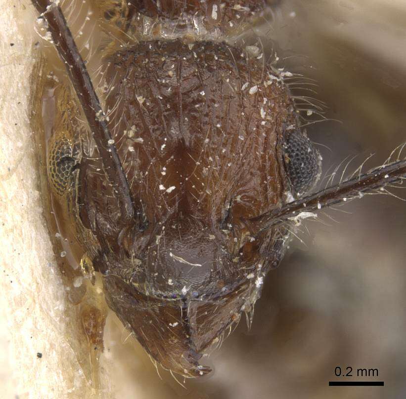 Image of Tetramorium aculeatum (Mayr 1866)