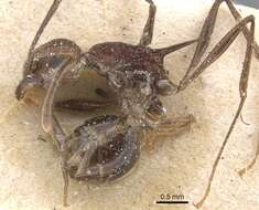 Image of Tetramorium aculeatum (Mayr 1866)