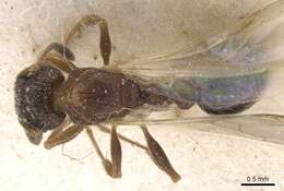 Image of Tetramorium edouardi Forel 1894