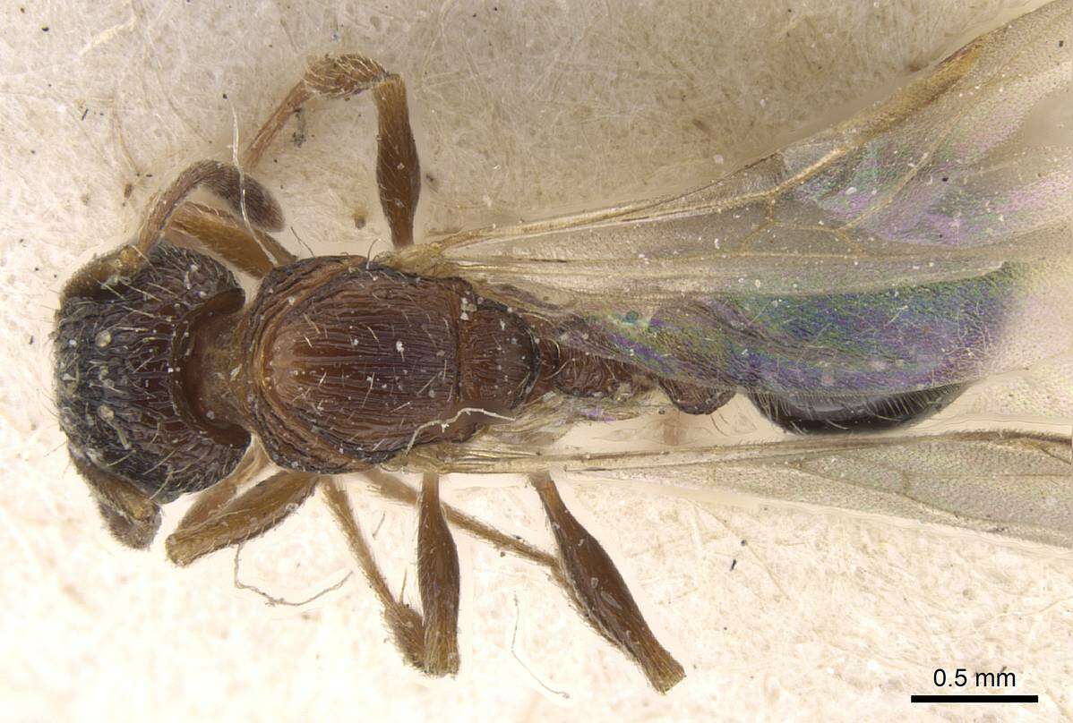 Image of Tetramorium edouardi Forel 1894