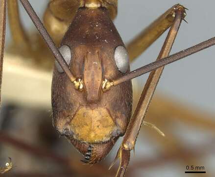 Image of Camponotus langi Wheeler 1922