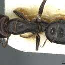 Plancia ëd Camponotus prosulcatus Santschi 1935