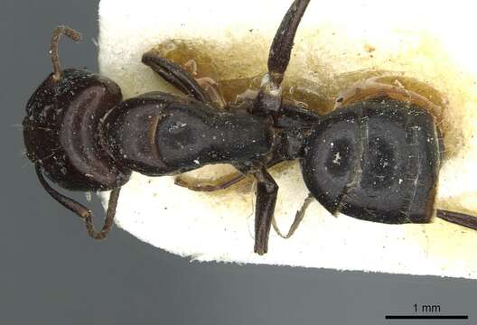 Imagem de Camponotus prosulcatus Santschi 1935