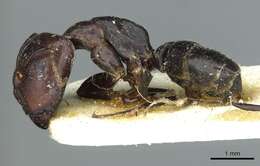 Imagem de Camponotus prosulcatus Santschi 1935