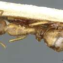 Image of Camponotus vulpus Santschi 1926